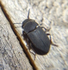 Tenebrioninae