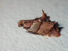 Pyralis oenoealis