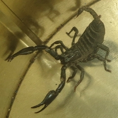 Scorpionoidea