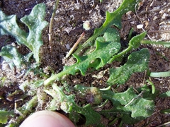 Cichorieae