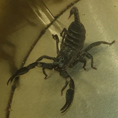 Scorpionoidea