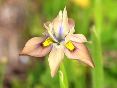 Moraea vegeta