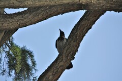 Corvus cornix