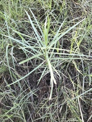 Asclepias subverticillata
