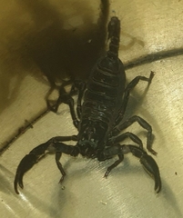 Scorpionoidea