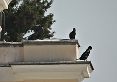Phalacrocorax carbo