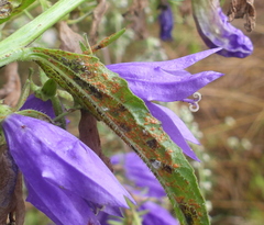 Coleosporium campanulae