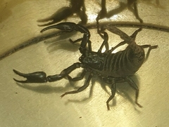 Scorpionoidea