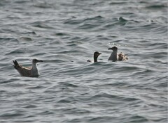 Phalacrocorax carbo