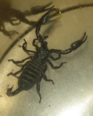 Scorpionoidea