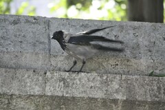 Corvus cornix