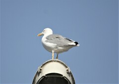 Larus michahellis