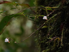 Dendrobium cymbulipes
