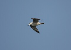 Larus
