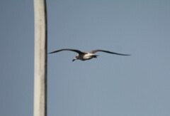 Larus