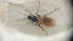 Camponotus