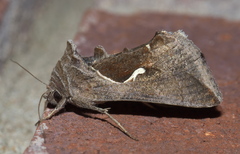 Anagrapha falcifera