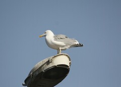 Larus michahellis