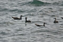 Larus