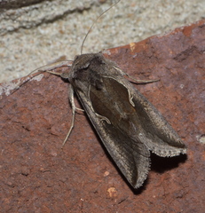 Anagrapha falcifera