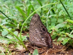 Charaxes etheocles