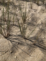 Ammophila breviligulata