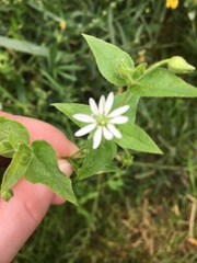 Stellaria aquatica