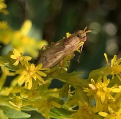 Sciomyzidae