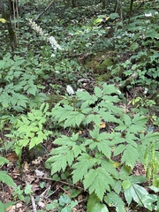 Actaea