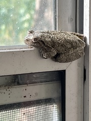 Hyla versicolor