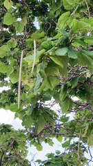 Catalpa bignonioides