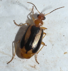 Lebia solea