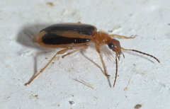 Lebia solea