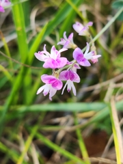 Lespedeza procumbens