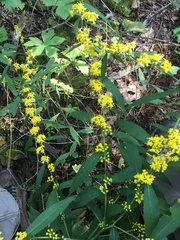 Solidago caesia