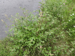 Atriplex tatarica