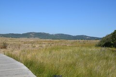 Juncus acutus