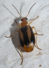 Lebia solea