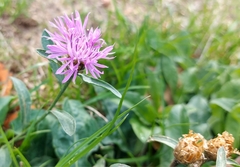 Centaurea jacea
