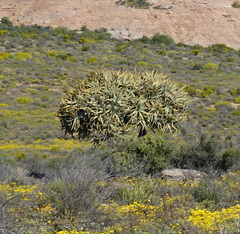 Aloidendron dichotomum