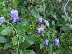 Clematis pitcheri