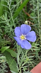 Linum austriacum