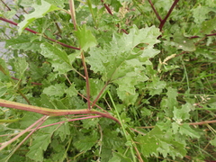 Atriplex tatarica