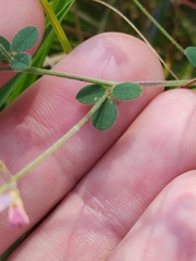 Lespedeza procumbens