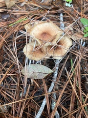 Desarmillaria tabescens