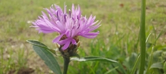 Centaurea jacea