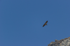 Gypaetus barbatus