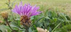 Centaurea jacea
