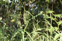 Phyllanthus