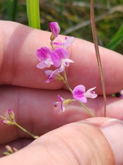 Lespedeza procumbens